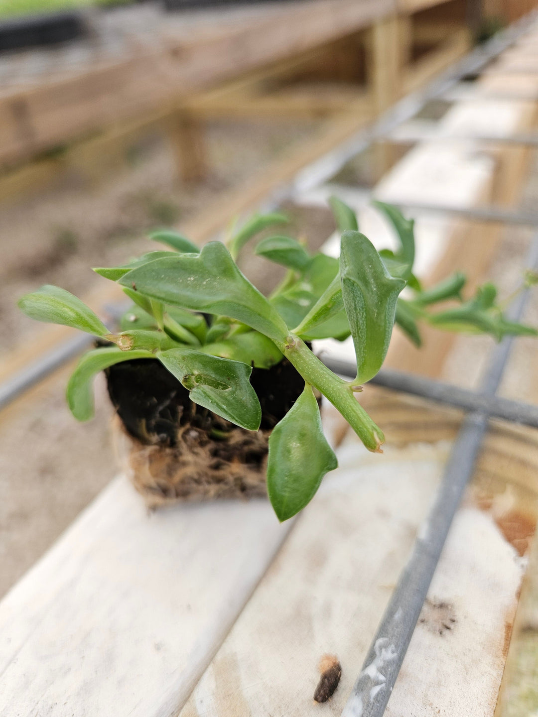 String of Dolphin succulent plant with dolphin-shaped leaves in a plug form, on a wooden surface.