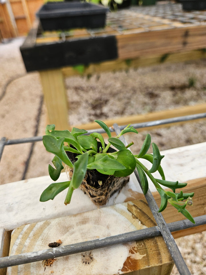 String of Dolphin succulent with dolphin-shaped leaves growing in a pot.