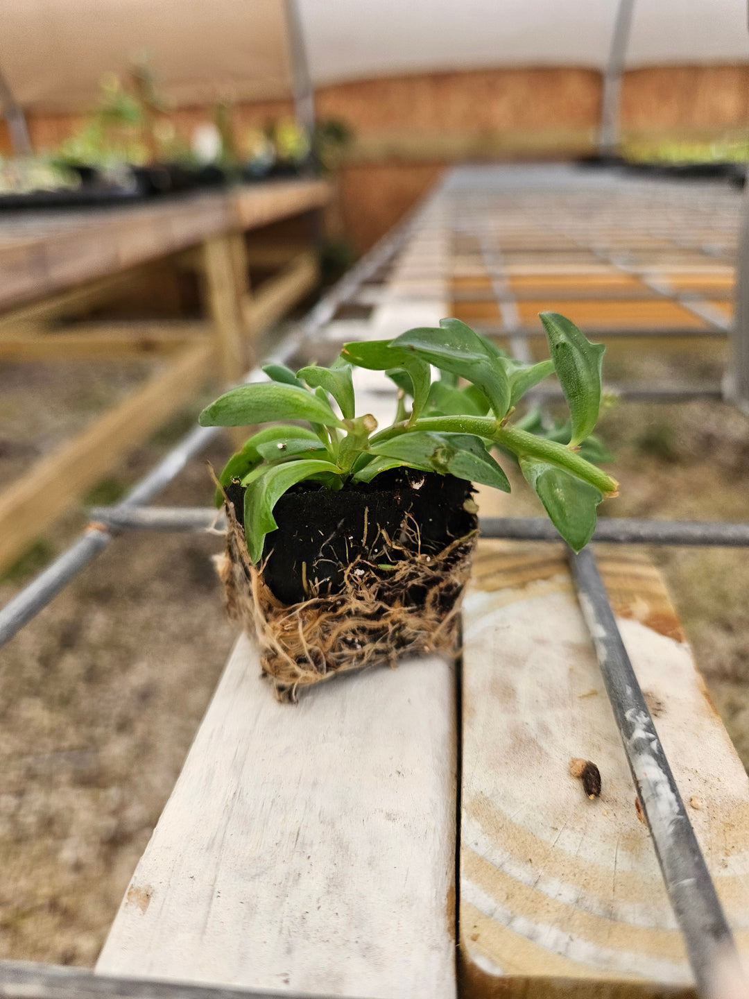 String of Dolphin succulent plant with dolphin-shaped leaves in a greenhouse setting.