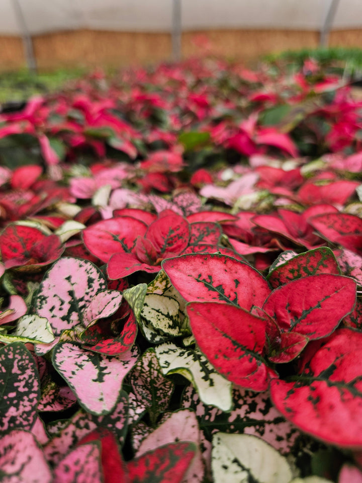 Polka dot plant with vibrant pink, red, and green variegated leaves in a greenhouse setting.