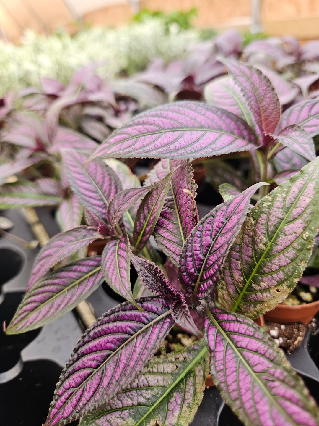 Persian Shield