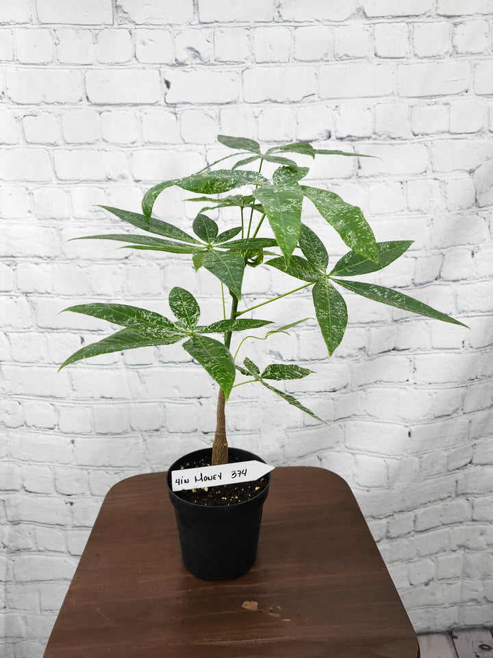 Variegated Money Tree (4in)-374