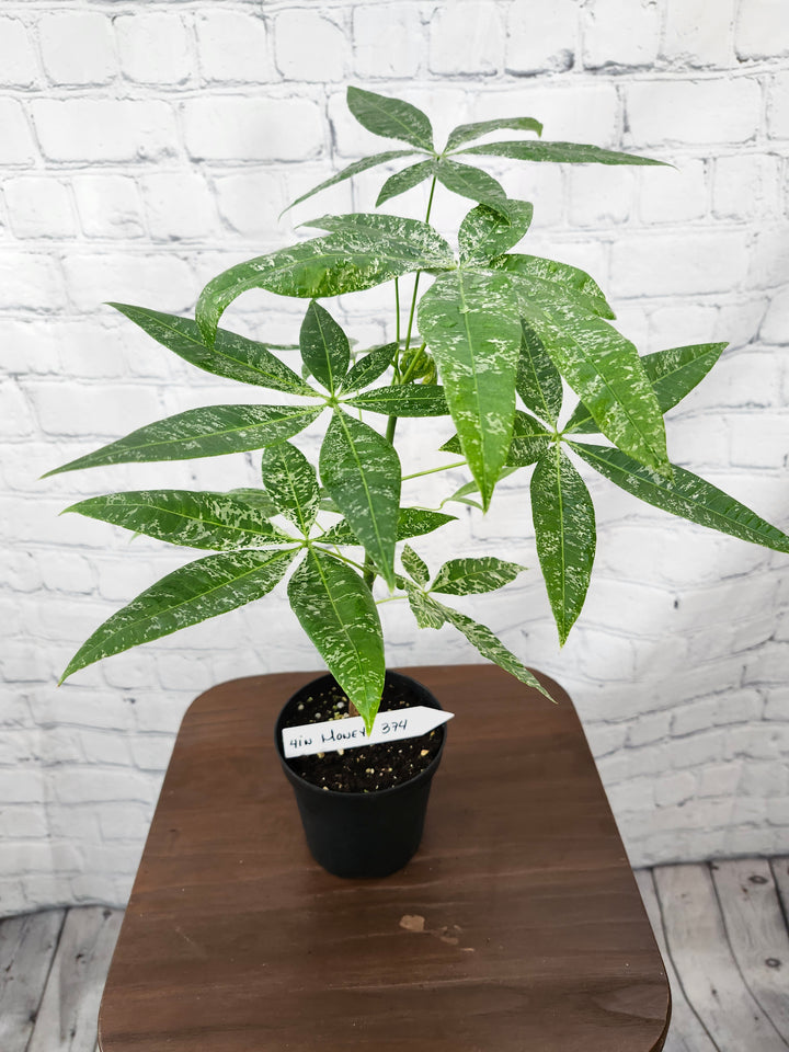 Variegated Money Tree (4in)-374