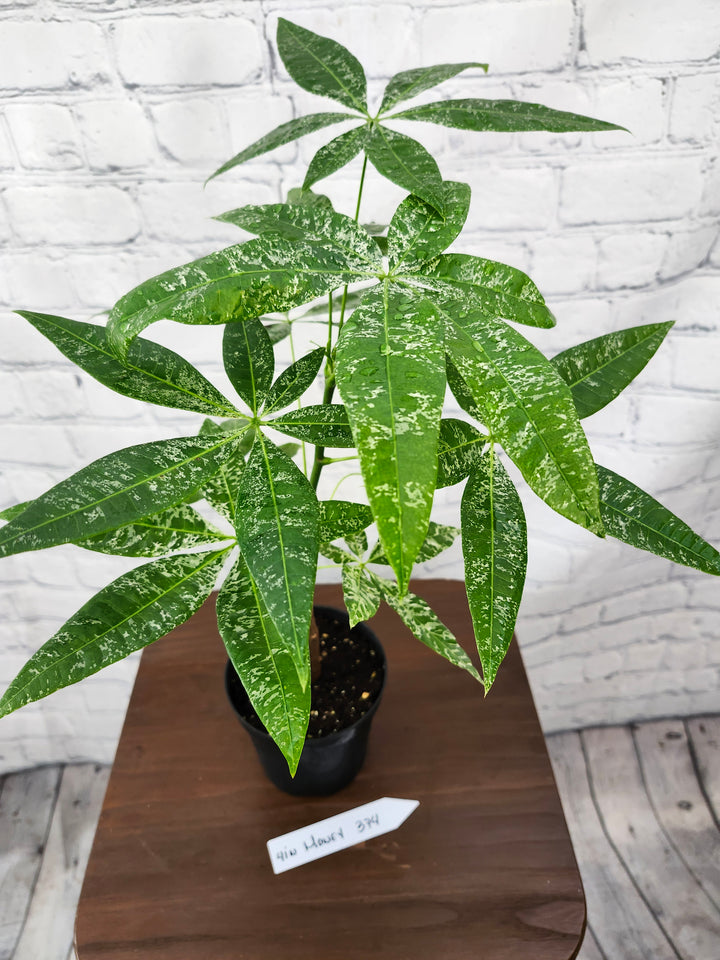 Variegated Money Tree (4in)-374