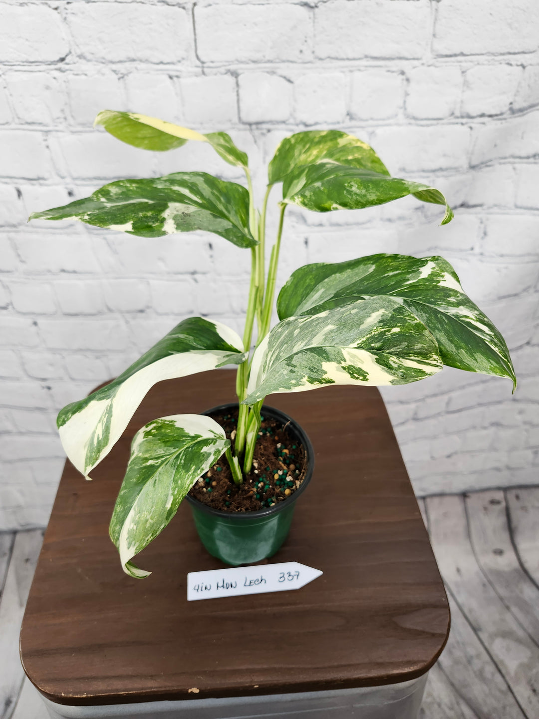 Monstera Lechleriana Variegated (4in)-337