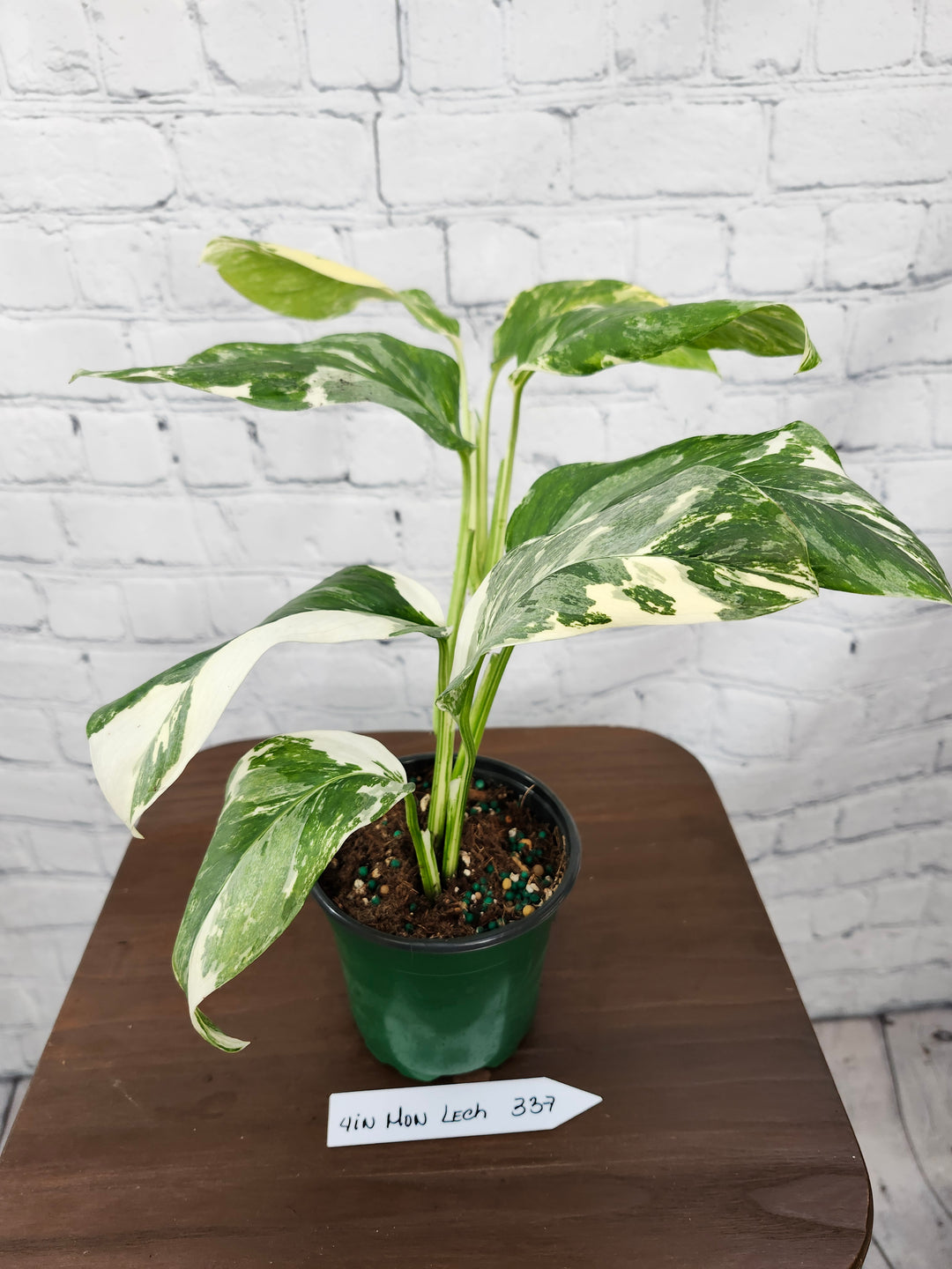 Monstera Lechleriana Variegated (4in)-337