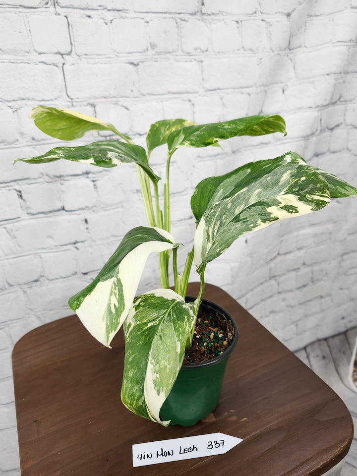 Monstera Lechleriana Variegated (4in)-337