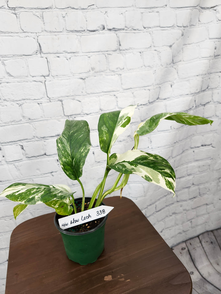 Monstera Lechleriana Variegated (4in)-338