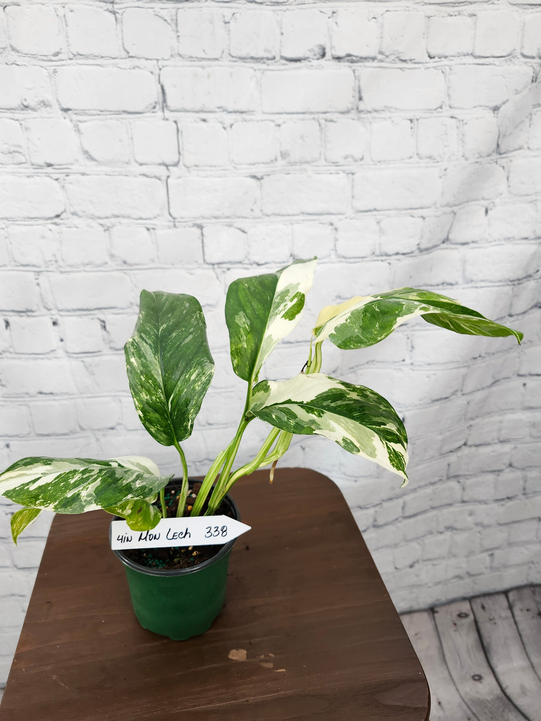 Monstera Lechleriana Variegated (4in)-338