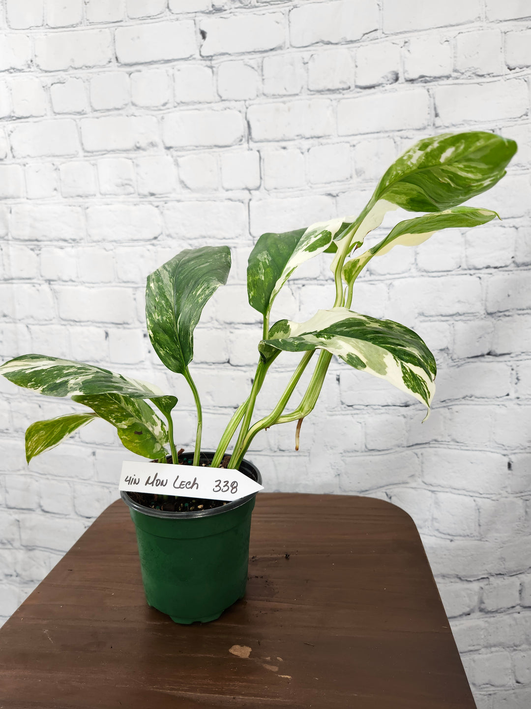 Monstera Lechleriana Variegated (4in)-338