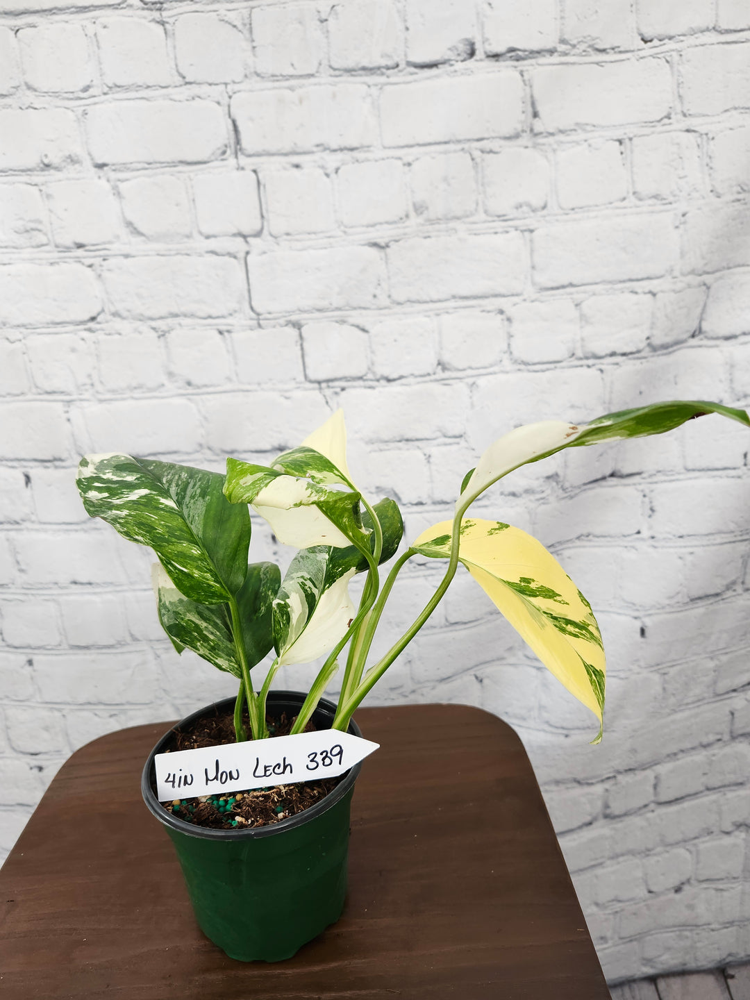 Monstera Lechleriana Variegated (4in)-339