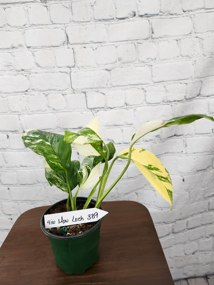 Monstera Lechleriana Variegated (4in)-339