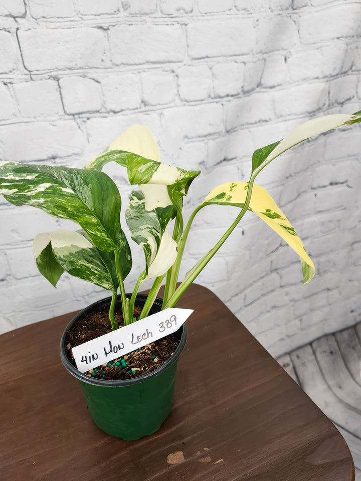 Monstera Lechleriana Variegated (4in)-339