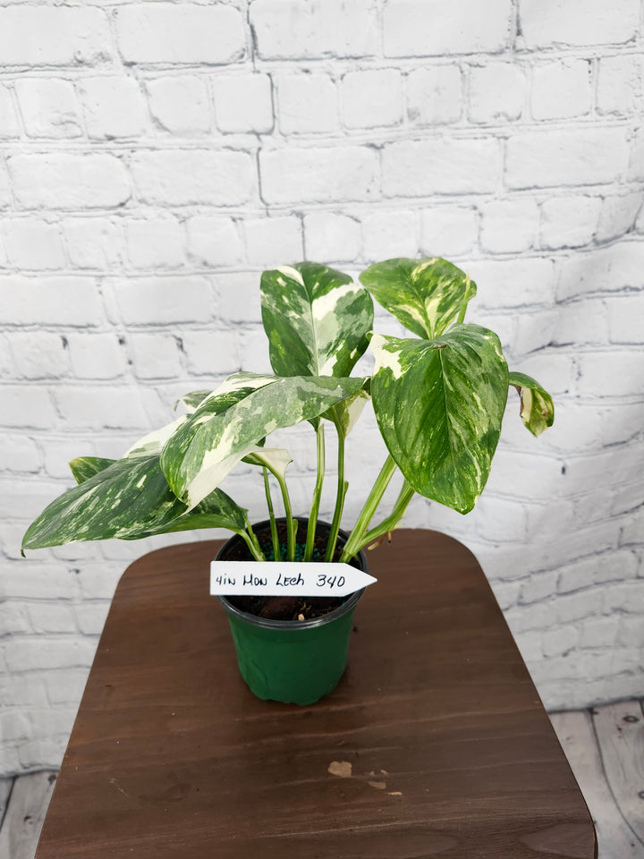 Monstera Lechleriana Variegated (4in)-340