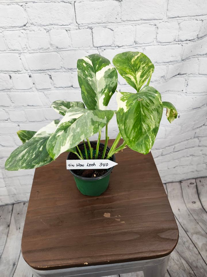 Monstera Lechleriana Variegated (4in)-340