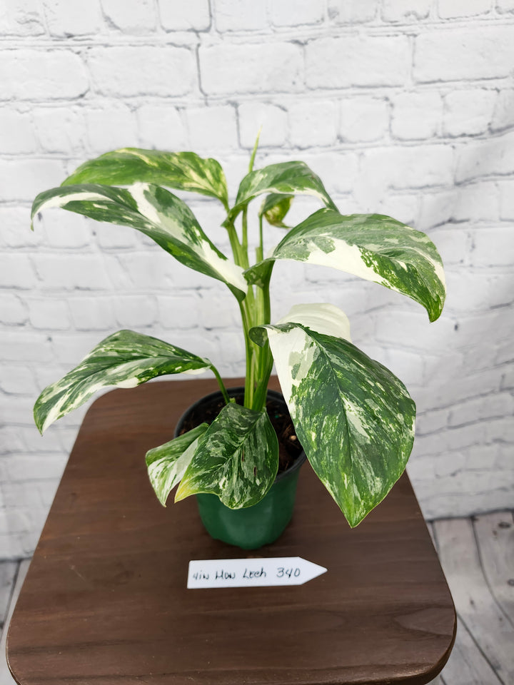 Monstera Lechleriana Variegated (4in)-340