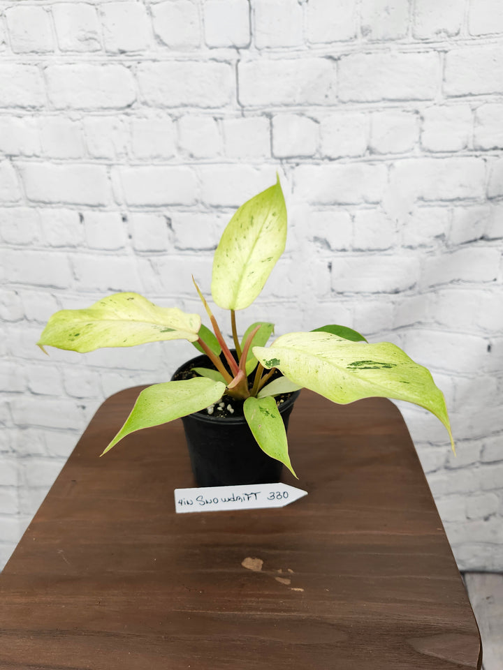 Philodendron Snowdrift (4in)-330