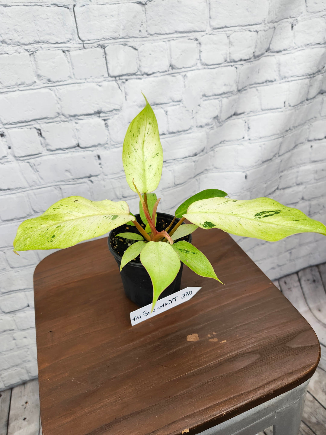 Philodendron Snowdrift (4in)-330