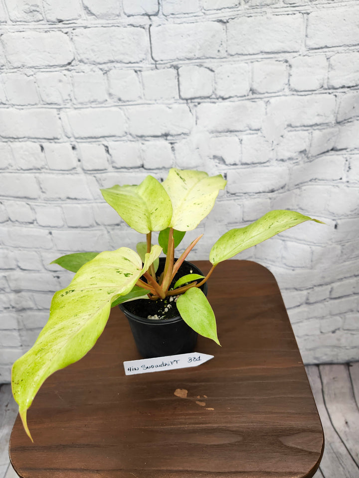 Philodendron Snowdrift (4in)-331