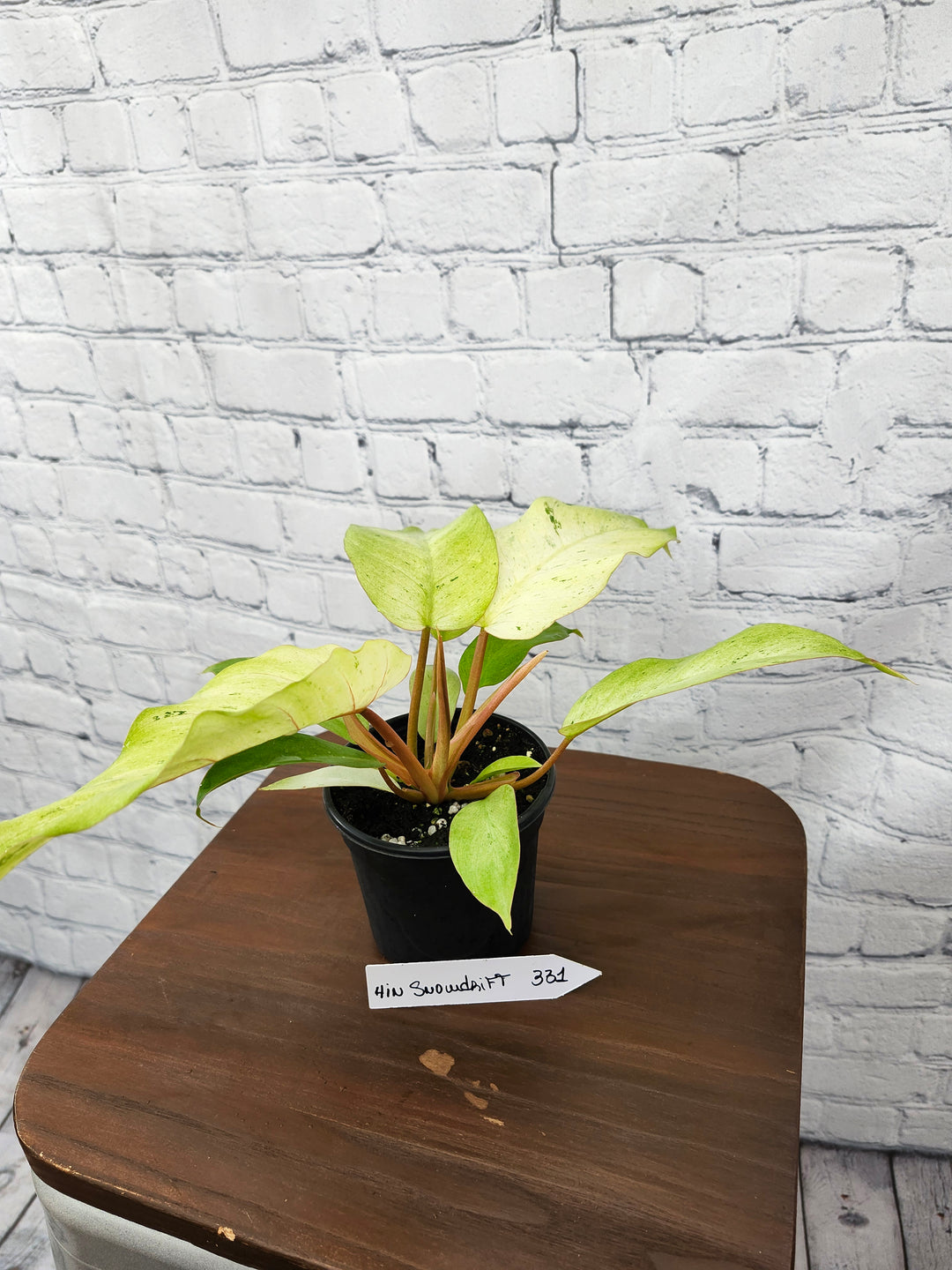 Philodendron Snowdrift (4in)-331