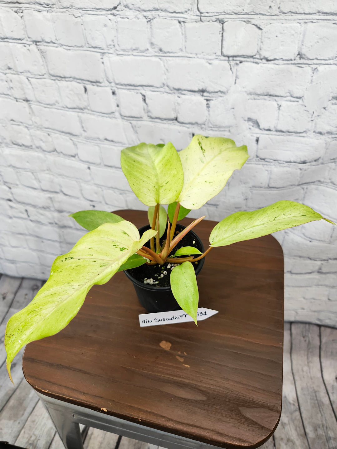 Philodendron Snowdrift (4in)-331