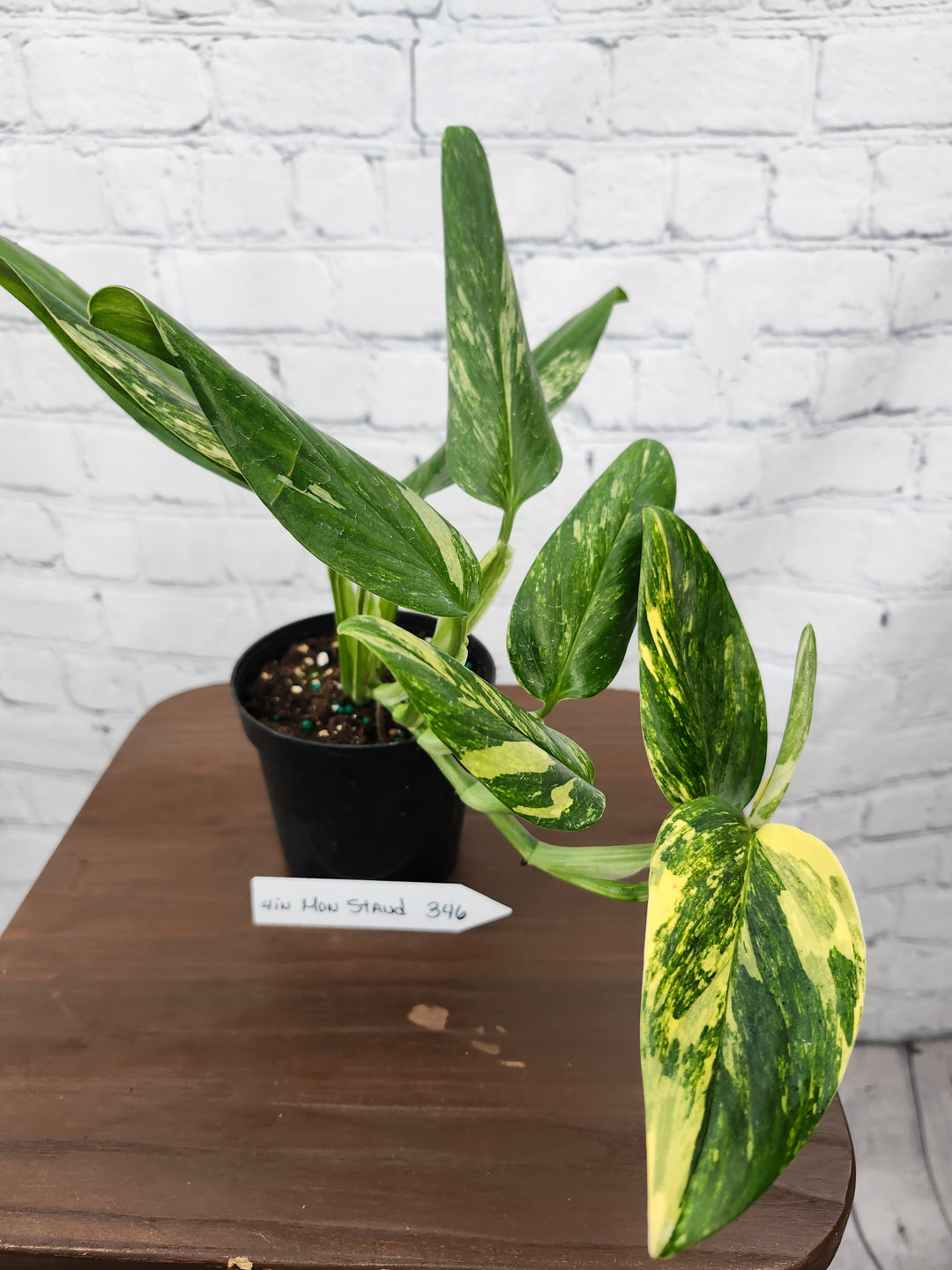 Monstera Standleyana Aurea (4in)-346