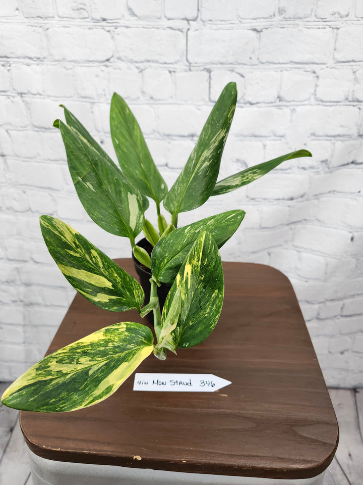 Monstera Standleyana Aurea (4in)-346