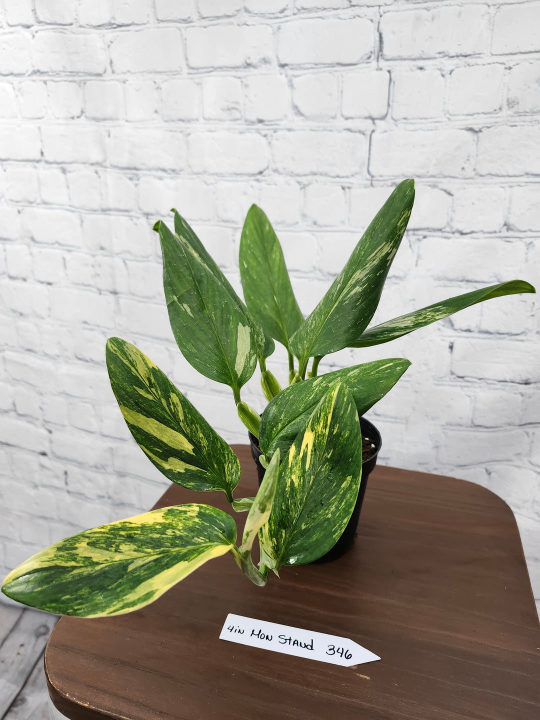 Monstera Standleyana Aurea (4in)-346