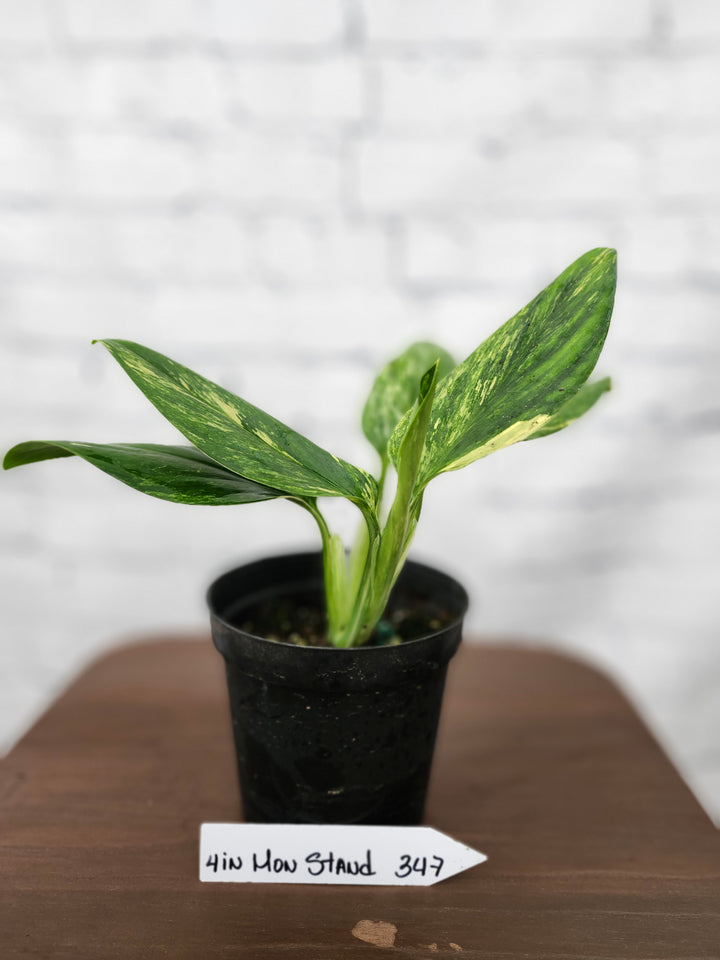 Monstera Standleyana Aurea (4in)-347