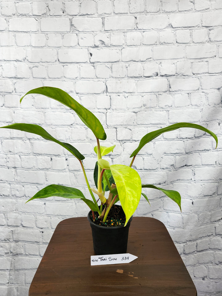 Philodendron Thai Sunrise (4in)-334