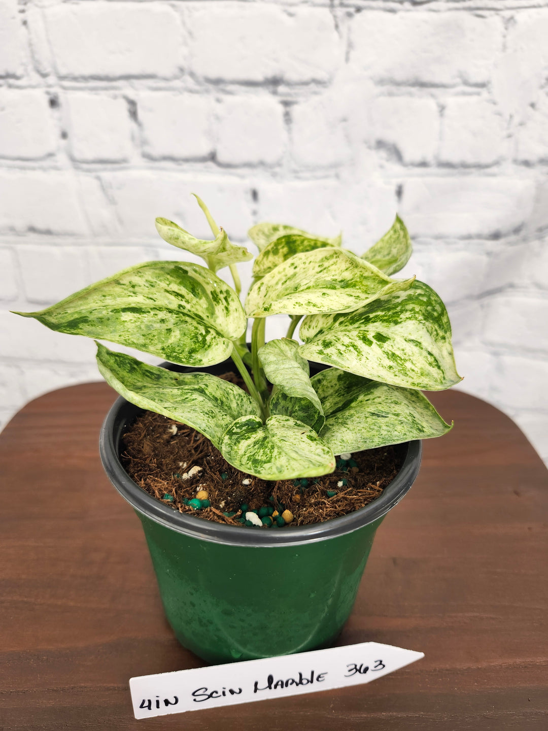 Scindapsus Marble Queen (4in)-363