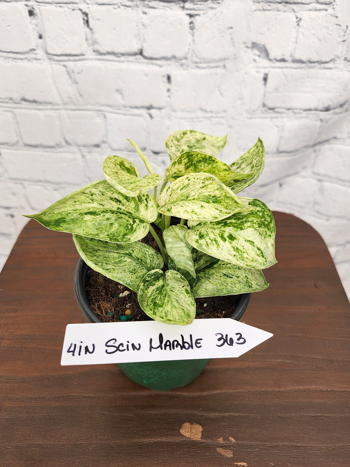 Scindapsus Marble Queen (4in)-363