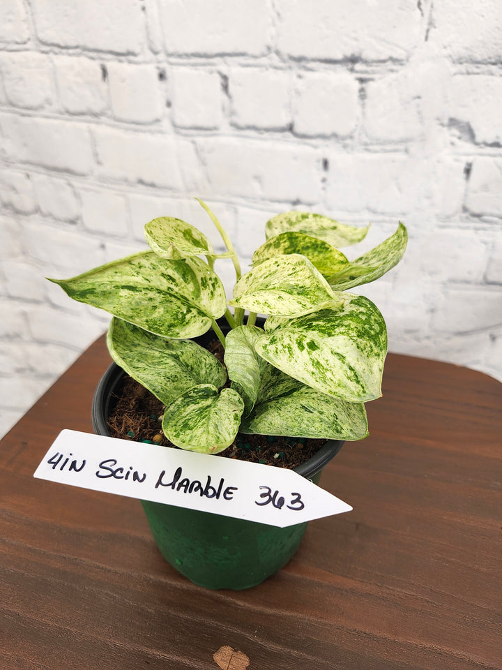 Scindapsus Marble Queen (4in)-363