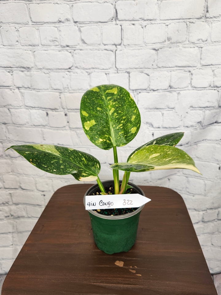 Philodendron Variegated Green Congo Nuclear (4in)-322