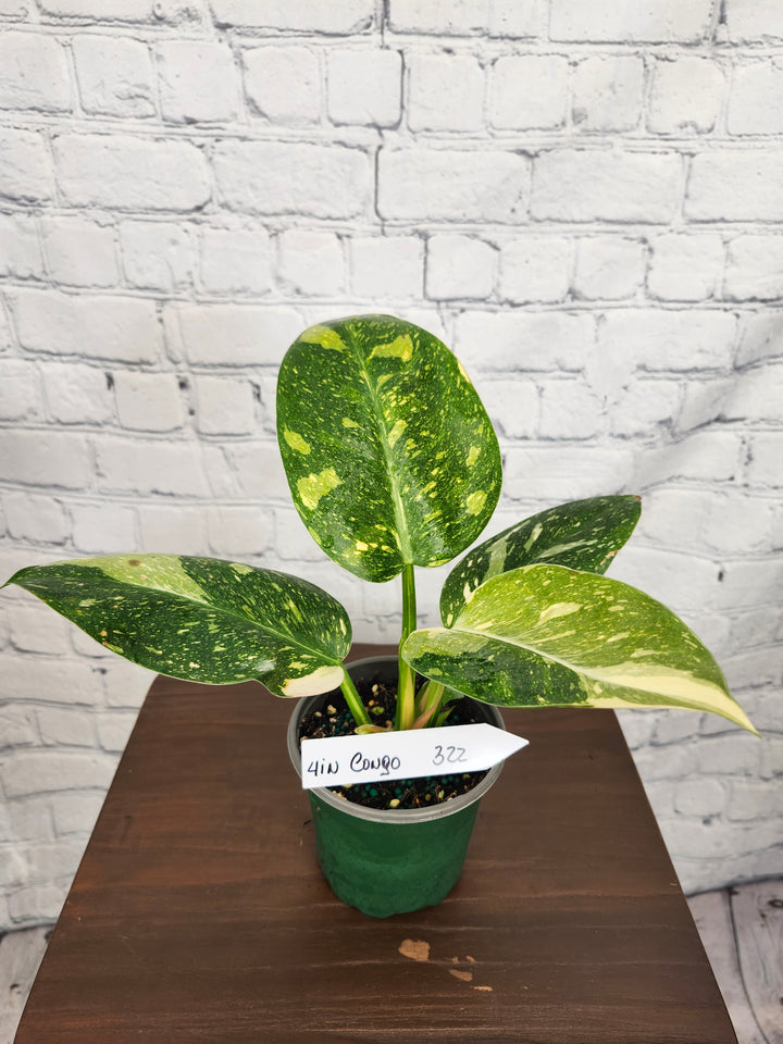 Philodendron Variegated Green Congo Nuclear (4in)-322