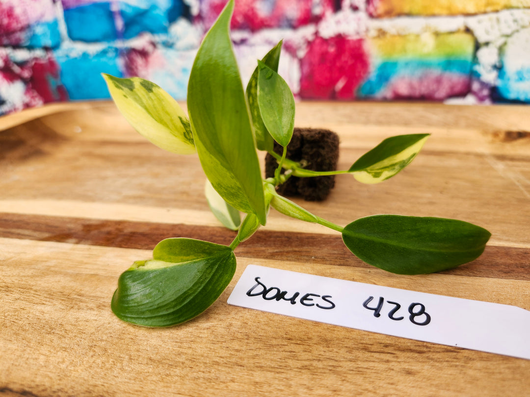 Philodendron Variegated Domesticum-428