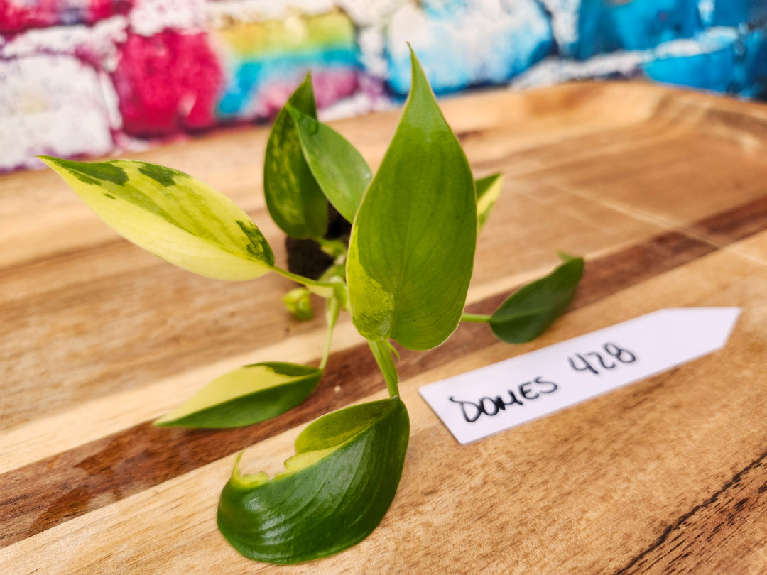 Philodendron Variegated Domesticum-428