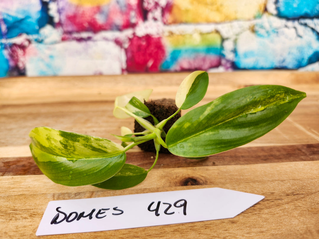 Philodendron Variegated Domesticum-429