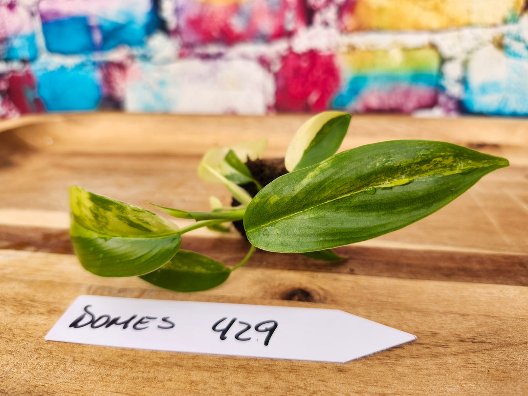 Philodendron Variegated Domesticum-429