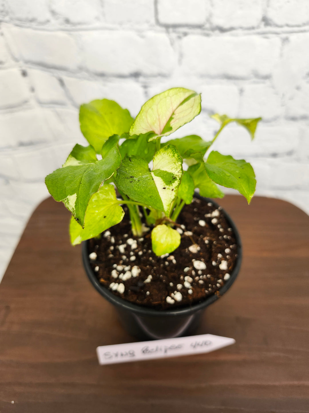 Syngonium Eclipse Variegated (4in)- 440