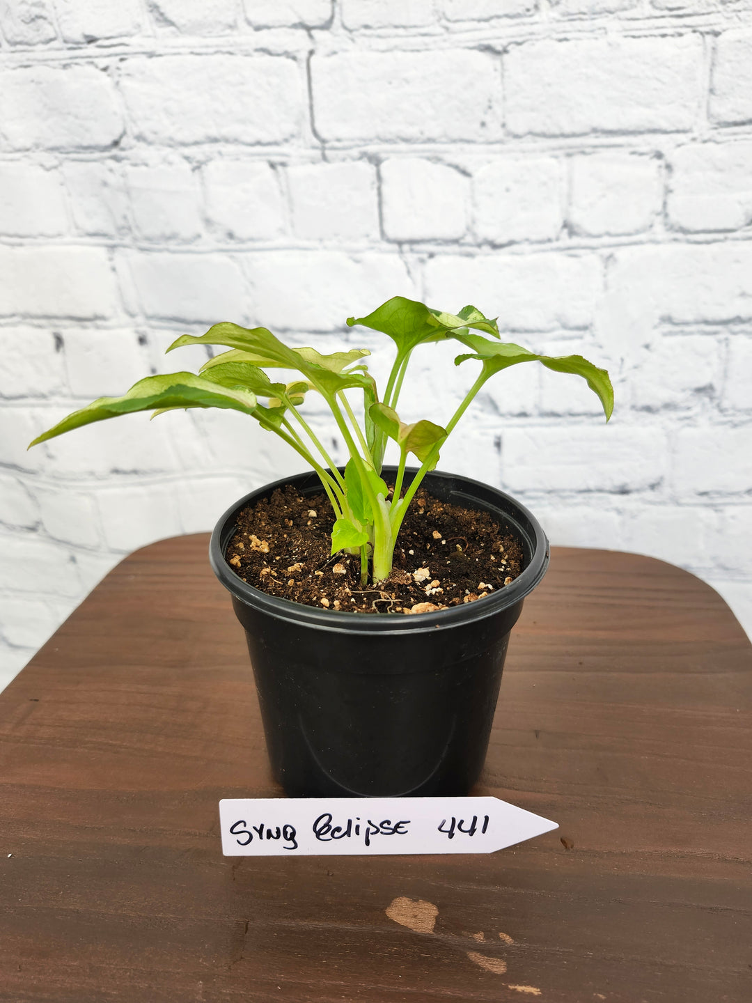 Syngonium Eclipse Variegated (4in)- 441