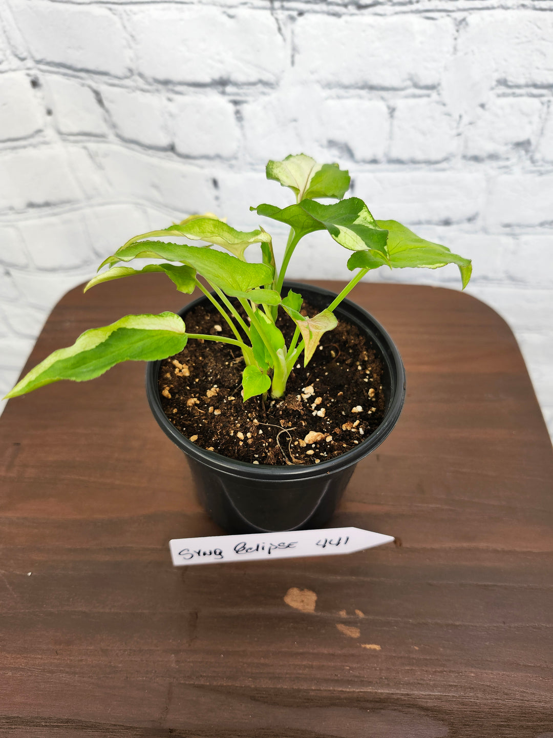 Syngonium Eclipse Variegated (4in)- 441