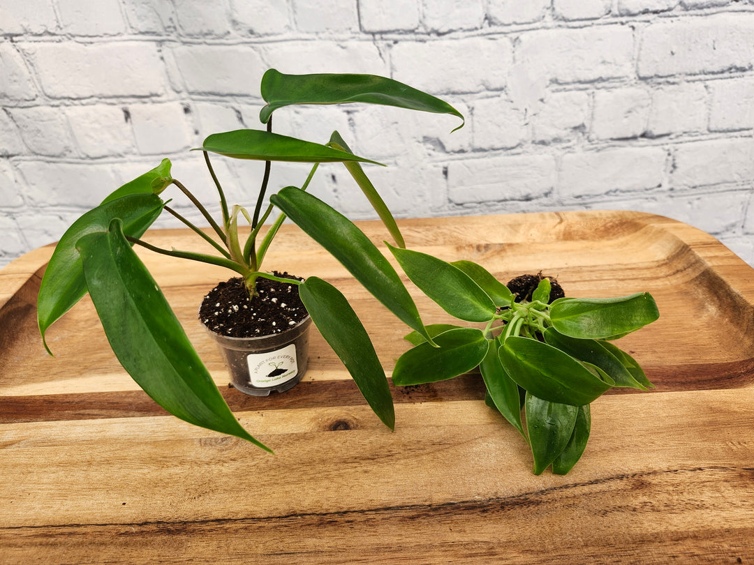 Philodendron Florida Green