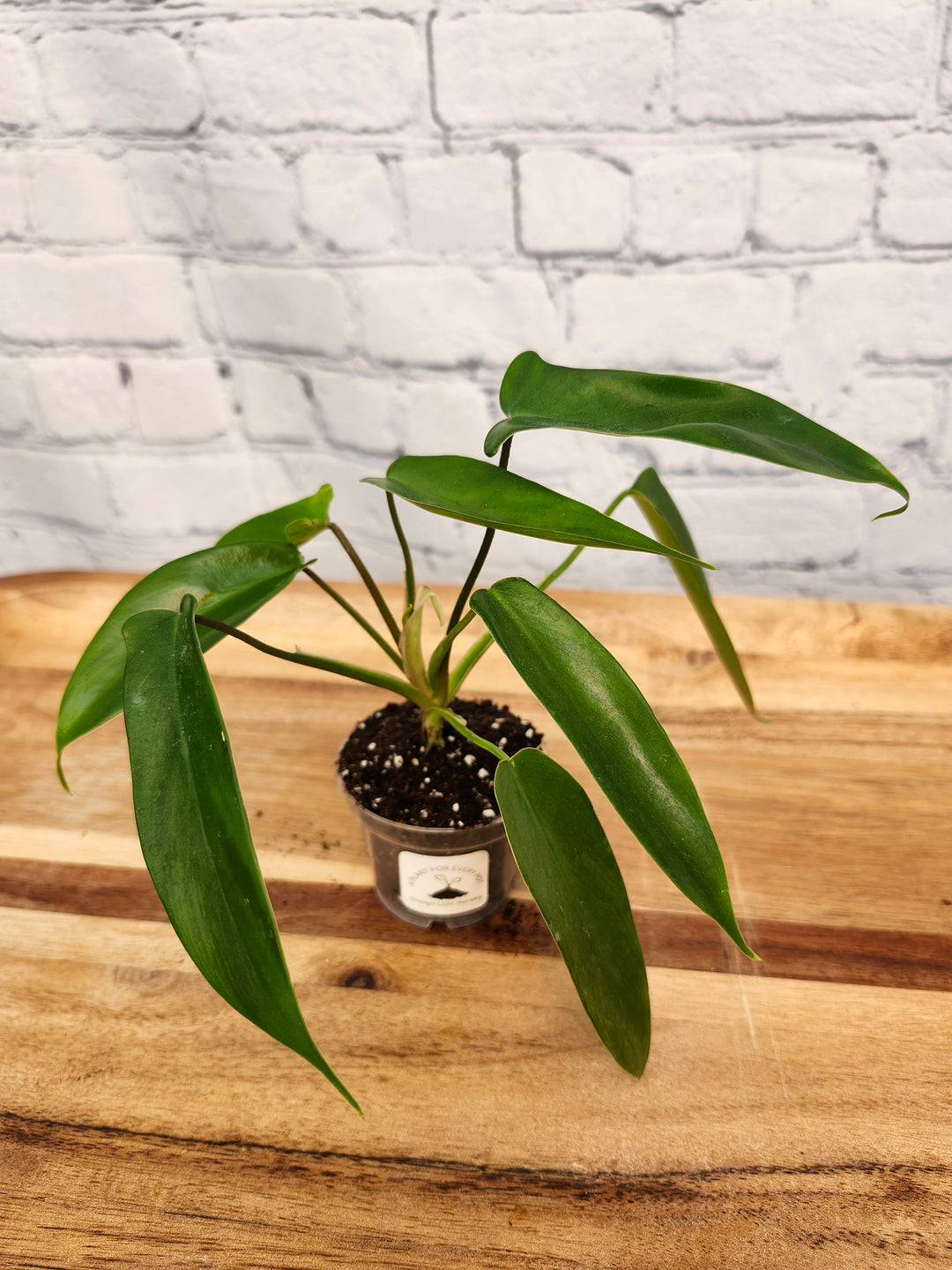 Philodendron Florida Green