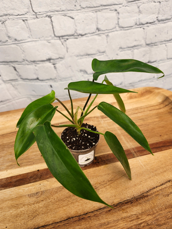 Philodendron Florida Green