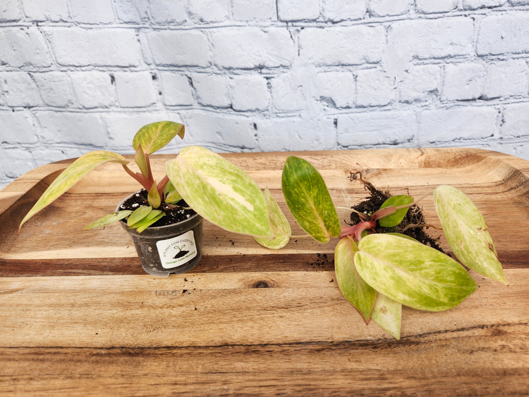 Philodendron Painted Lady