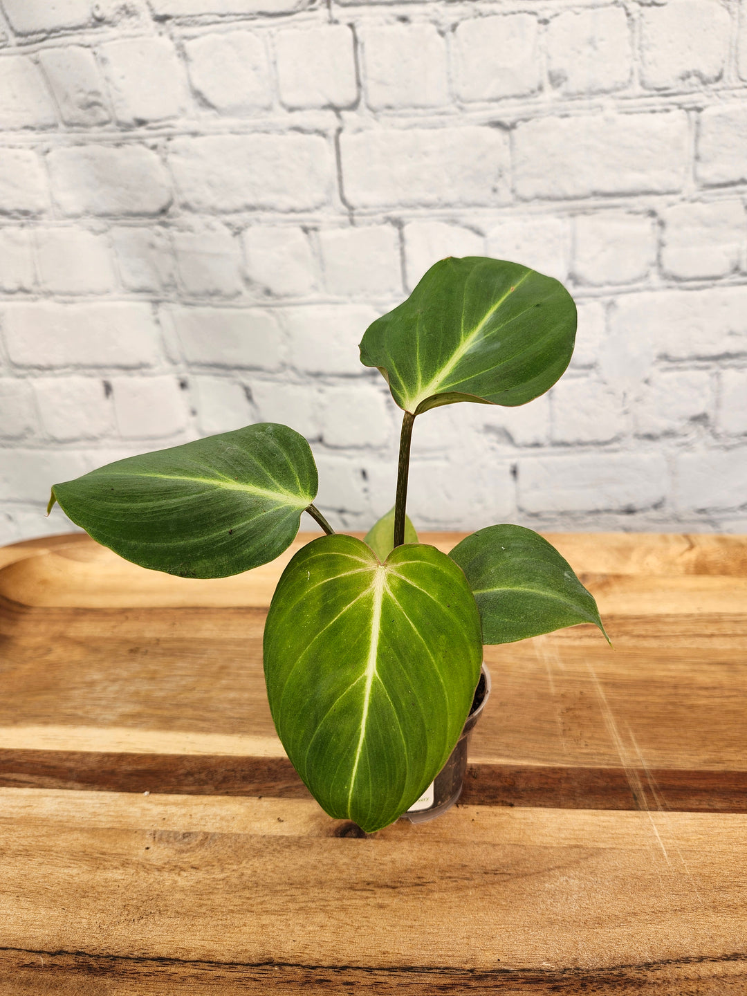 Philodendron Gloriosum