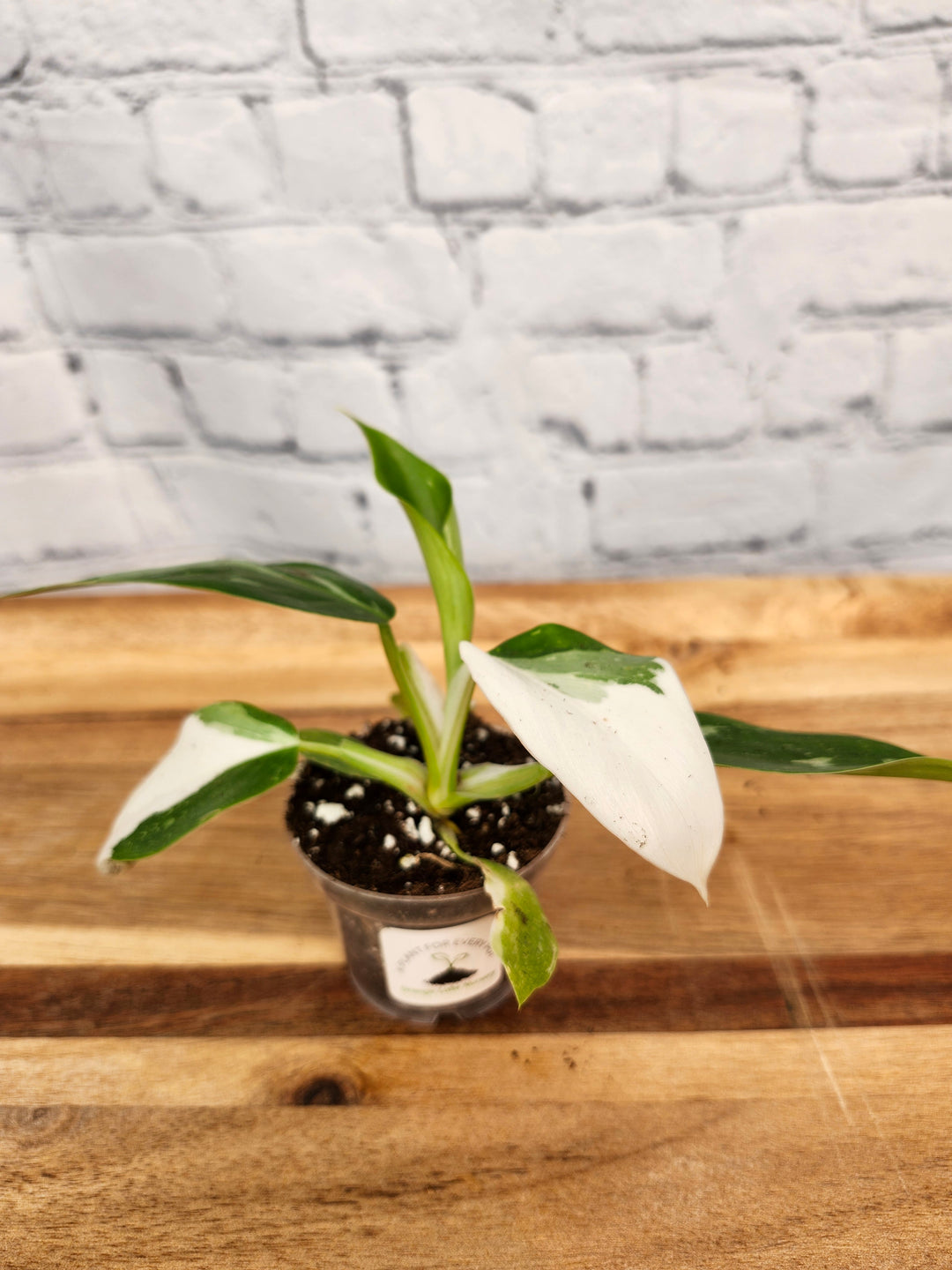 Philodendron White Wizard