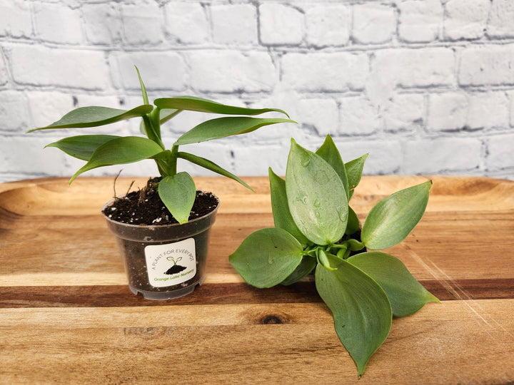 Philodendron Silver Sword