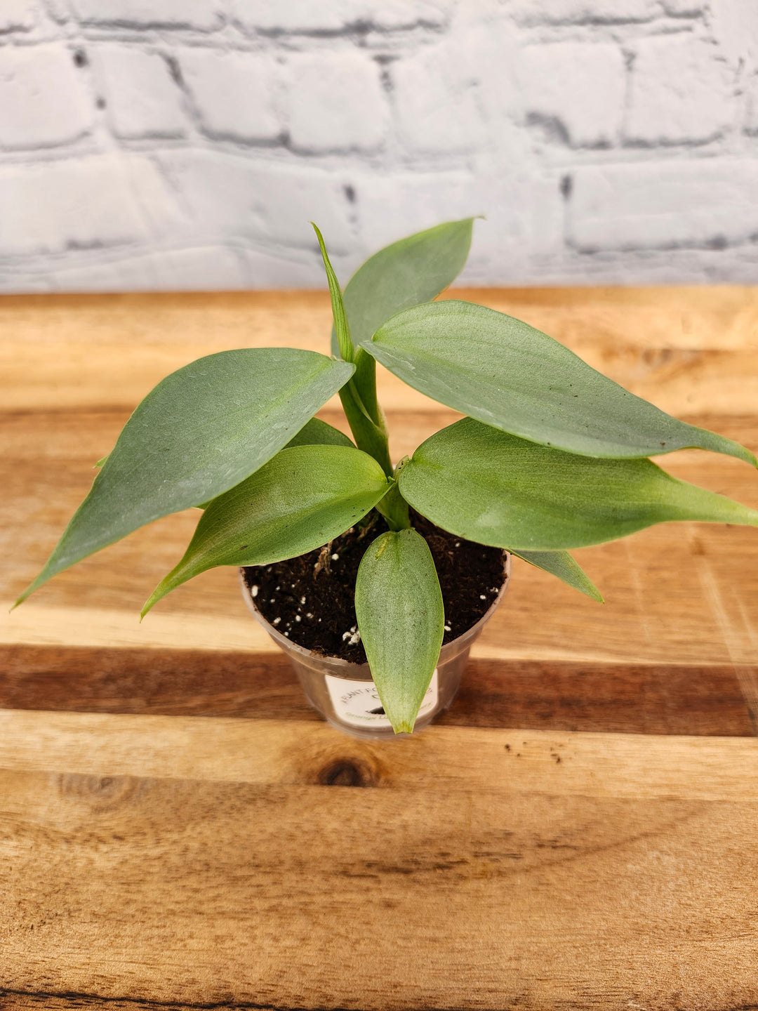 Philodendron Silver Sword